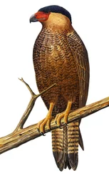 Illustrazione/Polyborus lutosus/Quelili/Caracara di Guadalupe/Caracara di Guadalupe