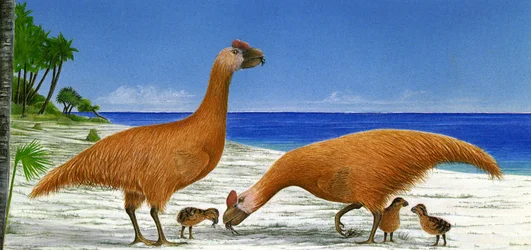 Illustrazione/Sylviornis neocaledoniae