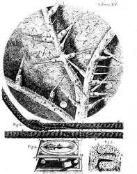 Illustrazioni del microscopista inglese Robert Hooke Micrographia, 1665