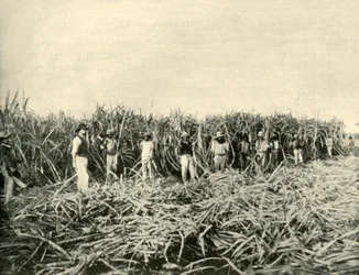 In una piantagione di zucchero del Queensland, 1901