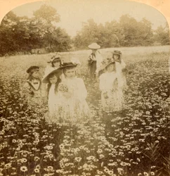 Nel campo di margherite: Dolce fiore del prato rurale, 1896
