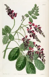 Indigofera atropurpurea
