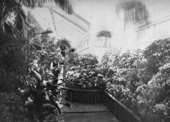 Interno della serra della Casa Bianca, Washington DC, USA, 1908