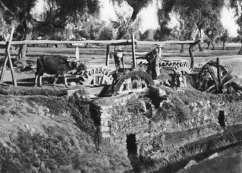 Campi irrigati vicino al Cairo, Egitto