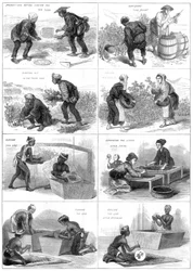 Produzione di tè giapponese, 1874