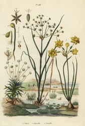 Giunco articolato, Juncus articulatus 1, giunco rospo, Juncus bufonius 2, pipewort, Paepalanthus dendroides 3, e narciso giunchiglia, Narcissus jonquilla 4