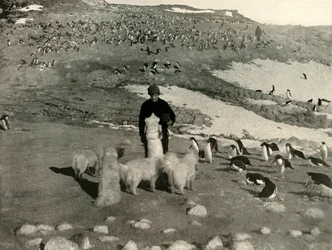 Joyce e i cani nella colonia di pinguini, c1908, 1909