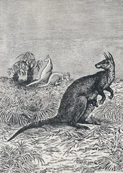 Canguro, 1924