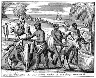 Khoikhois che addestrano buoi, Sudafrica