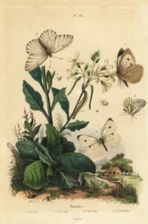 Cavolaia maggiore, Pieris brassicae, cavolaia minore, Pieris rapae, cavolaia venata verde, Pieris napi, e cavolaia venata nera, Aporia crataegi. Farfalle Pieridi