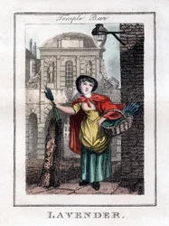 Lavanda, Temple Bar, Londra, 1805