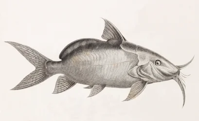 Le Pimedlode Guemel (dettaglio)