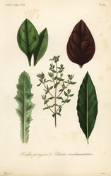 Verdure a foglia e erbe aromatiche
