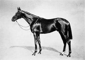 Leopoli, 1911