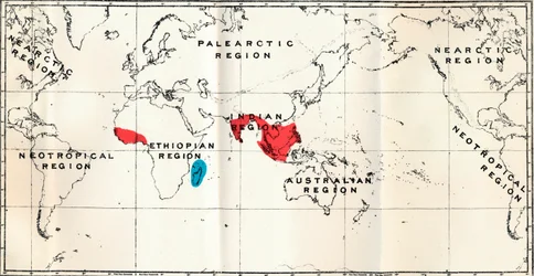 Lemuroidea - III. Mappa, che mostra la distribuzione della famiglia Chiromyidae e delle sottofamiglie