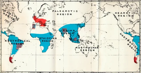 Lemuroidea - IV. Mappa, che mostra la distribuzione degli Antropoidi viventi blu e fossili rossi, 1897