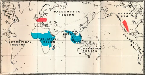 Lemuroidea - I. Mappa, che mostra la distribuzione dei viventi blu e dei fossili rossi, 1897