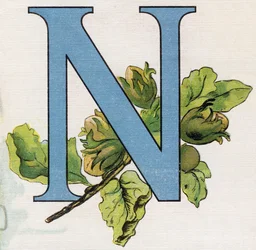 Lettera N: nocciole. Incisione in "ABC L