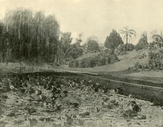 Stagno di ninfee, Giardini Botanici di Brisbane, 1901