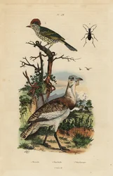 Otarda bruna minore, Eupodotis humilis, e beccolungo, Oxyruncus cristatus