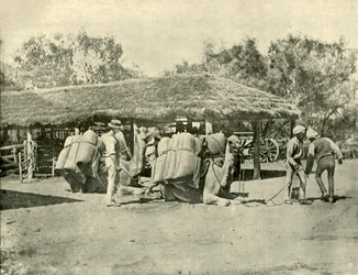 Caricamento di cammelli in una stazione australiana, 1901