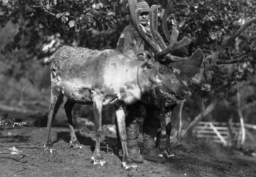 Uomo locale con una renna, Lyngen, Norvegia settentrionale, anni 1920-1930