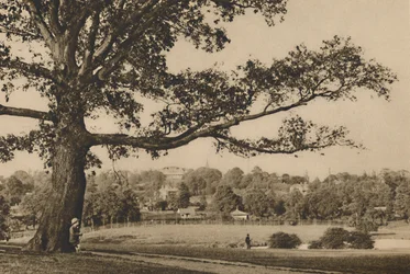 Vista dalle pendici verdi di Caen Wood verso la guglia della chiesa di Old Highgate