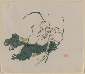 Fiore di loto, 1368-1644