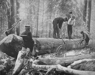 Taglio del legname sul fiume Ottawa, Canada, c1897