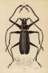 Coleottero Macrotoma hayesii