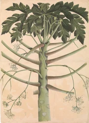 Albero di papaya maschio