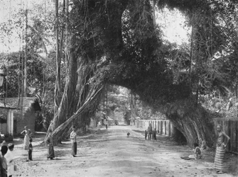 Vecchio fico pittoresco Ficus indica sulla strada Clombo-Galle presso Kalutara, 1926