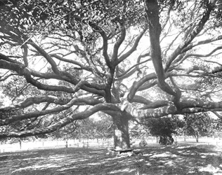 Mammoth Live Oak, vicino a Jacksonville, Florida, USA