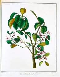 Albero di Manicheel Hippomane mancinella o Guava velenosa, c1795