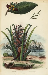 Noce marcante, Semecarpus anacardium e frutto di pinguino o pinuela, Bromelia pinguin