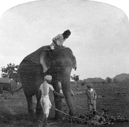 Il maestro Ekbal che nutre un elefante, India