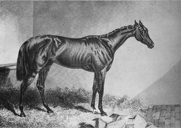 Mendicante, XIX secolo, 1911