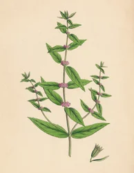 Mentha gracilis, var. genuina. Menta Slanciata, XIX secolo