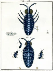 Microscopia