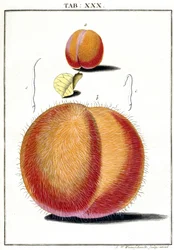 Microscopia