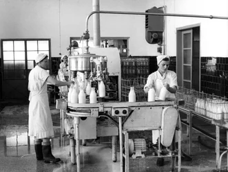 Produzione di latte, Zagabria, Jugoslavia