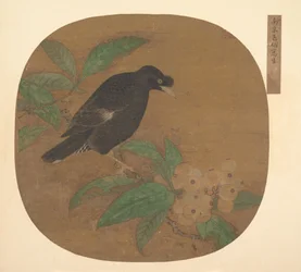Uccello Minah su un ramo di nespolo