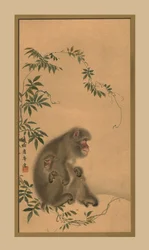 Scimmia, XIX secolo, 1886