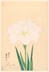 Luna della notte gelida (Shimoyo no Tsuki), No. 38, ca. 1910