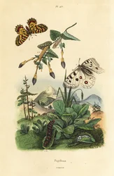 Farfalla Apollo di montagna, Parnassius apollo 1, e festone meridionale, Zerynthia polyxena 2, larva e pupa