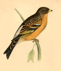 Fringuello montano, fine XIX secolo