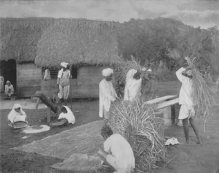 Lavoratori nativi che preparano il riso in Giamaica, c1890