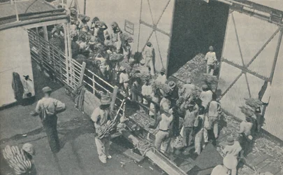 Nativi che caricano banane a Kingston, Giamaica, cantano salmi scozzesi, 1937