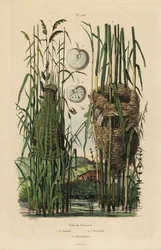 Nidi del beccamoschino striato, Cisticola juncidis, e cannaiola, Acrocephalus scirpaceus