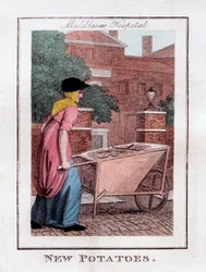 Patate novelle, Middlesex Hospital, Londra, 1805